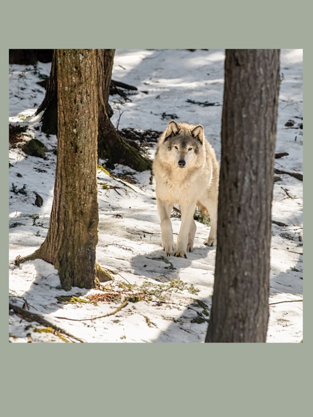 CANVAS photo on canvas 8" x 8" Juvenile Wolf Ready to Hang home office living rm